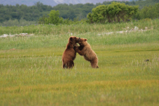 Illustration for article titled Please Enjoy This Gallery Of Amazing Bear Photos